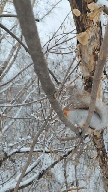 Убежал с орешком 😁💞 #БелкиТВ#белки#funny#squirrel