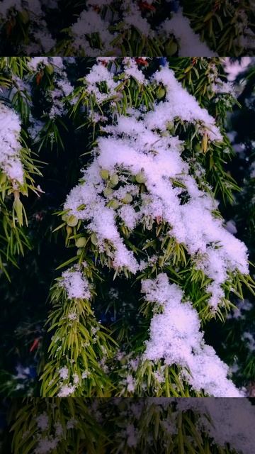 Как же красиво зимой..... ( 10 декабря)