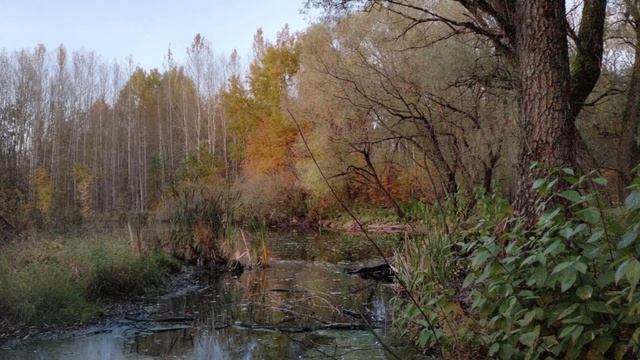 "ПРЕЛЮДИЯ"... (Фото Владимира МАСТЕРА (Вел. Новгород), музыка Дэвида БЕНУА (США)
