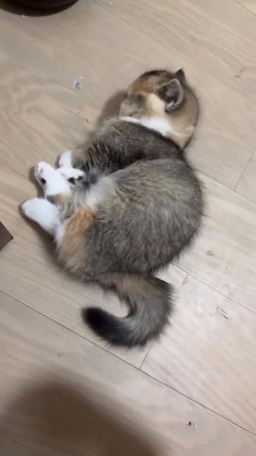 Автор видео: kzlaapet