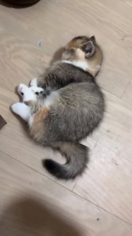 Автор видео: kzlaapet