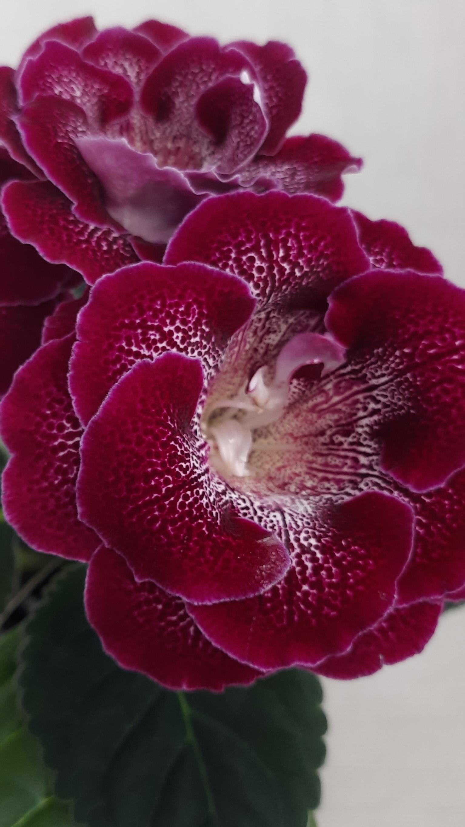 ГЛОКСИНИЯ АБ ВЛАСТЕЛИН КОЛЕЦ