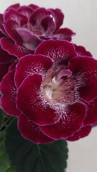 ГЛОКСИНИЯ АБ ВЛАСТЕЛИН КОЛЕЦ