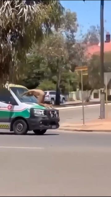 #Австралия Тем временем в Австралии