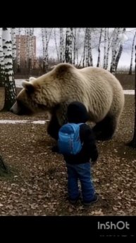 Медведи в городе