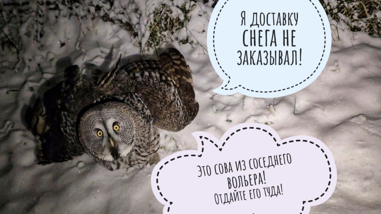 Ого, совам выдали снег! Сидим без интернета уже сутки. Делюсь впечатлениями