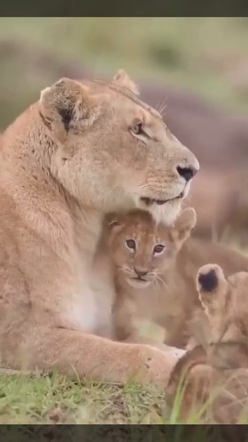 Видео от МЯУтаверс – как метавселенная, но с котами