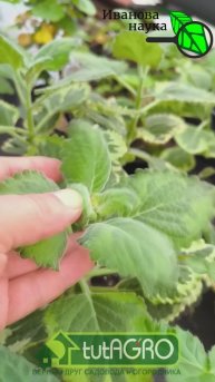 Это растение должно быть в спальне У КАЖДОГО, особенно если ваш возраст 50+.