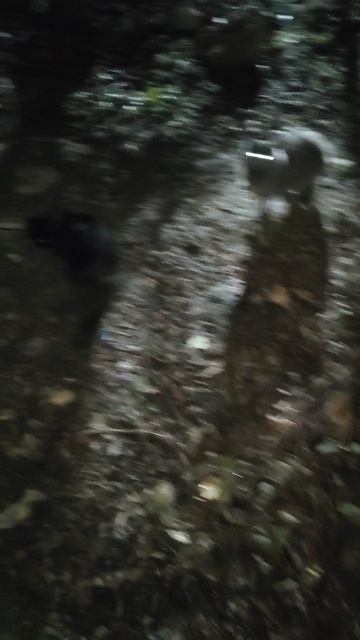 Опачки, а красавицы меня ждут!
#БелыйАнгел #помощьживотным