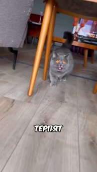 Автор видео: worldcats63