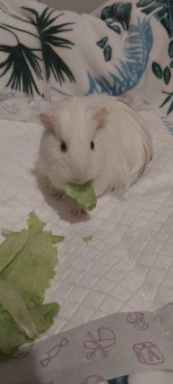 Морская свинка,ночная трансляция, ночью не спится , днем выспалась)