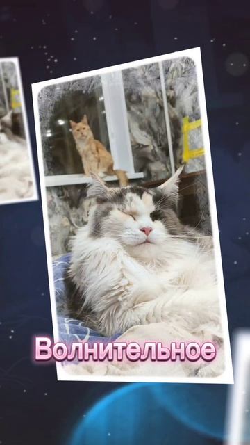 Празднование Нового года. #мейкун #котики #cat #видосыоткота #мейнкун #новыйгод #2026 #праздник