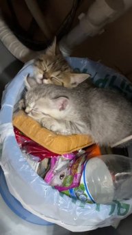 Кто-то выкинул котов