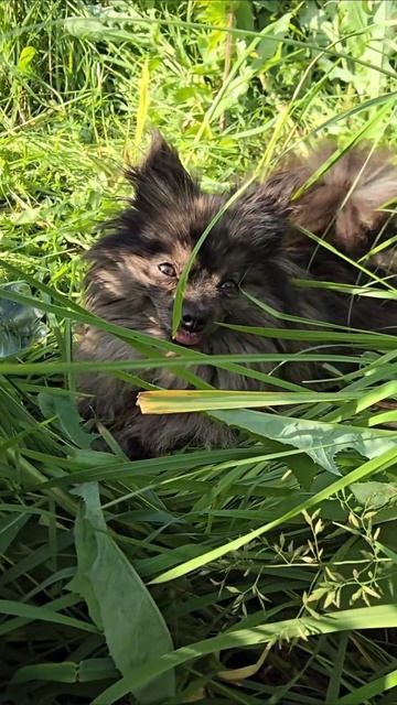 Шпиц мерле #шпиц #собака #животные