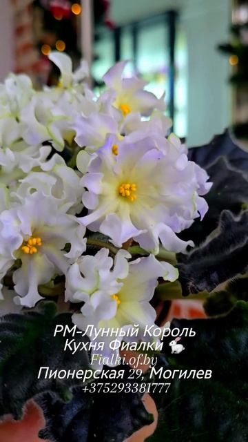 🐇🍒🍒РМ-Лунный Король- обязательно посмотрите на него