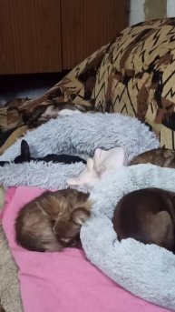 Патрик храпит! 5 декабря 2025 г.