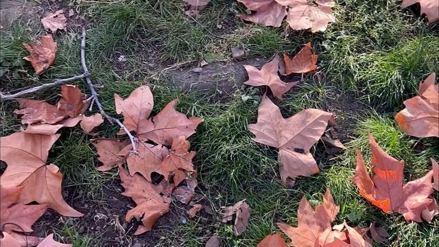 Ялта. Ост.улица Садовая. Сквер им.Некрасова. ТЦ "Фонтан". Платан. 27.12.2025. Крым. Crimea. Yalta.