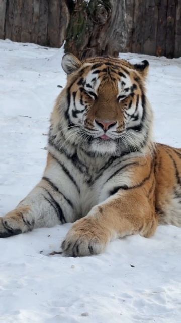 Тигриные Будни Шторма: Величие и Очарование в Одном Кадре!