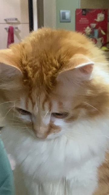 Рыжий красавчик. Усы в камеру не помещаются.