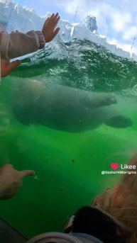 Анимационная студия Грэй