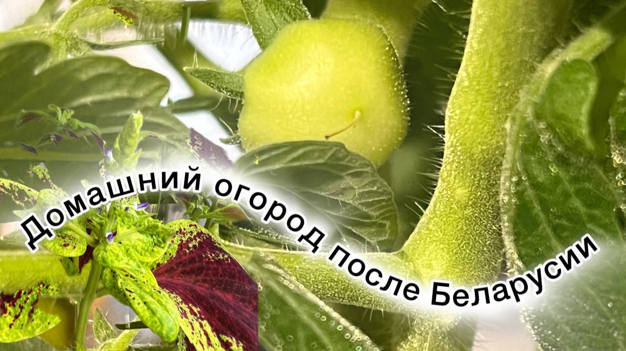 Состояние домашнего огорода на лоджии после моего недельного отсутствия!