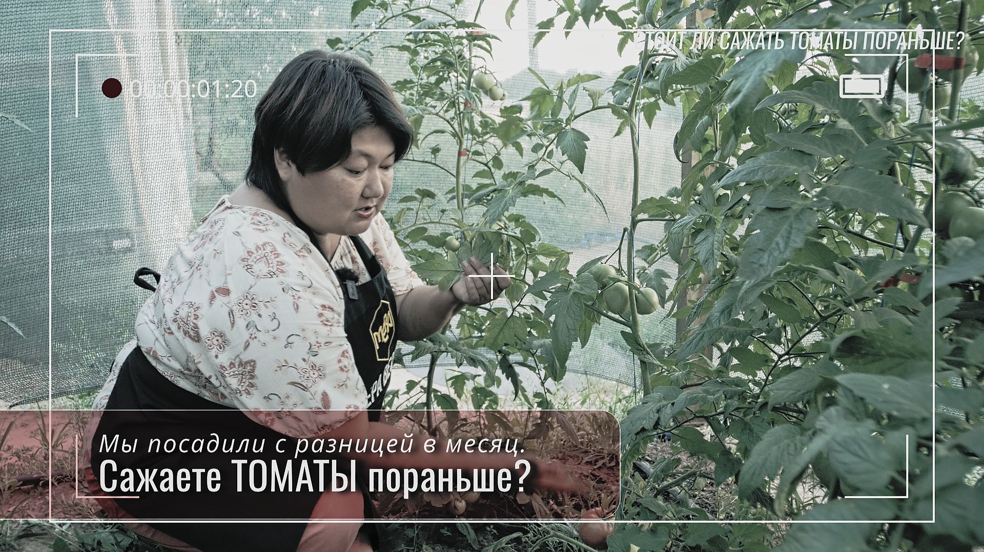 Томаты - разница в посадке 1 месяц, в плодоношении 1 неделя. Так работают органические кислоты!