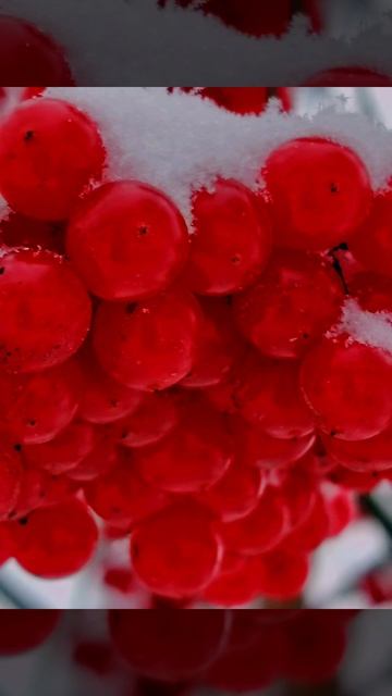 В наш город заглянула зима ( 10 декабря)