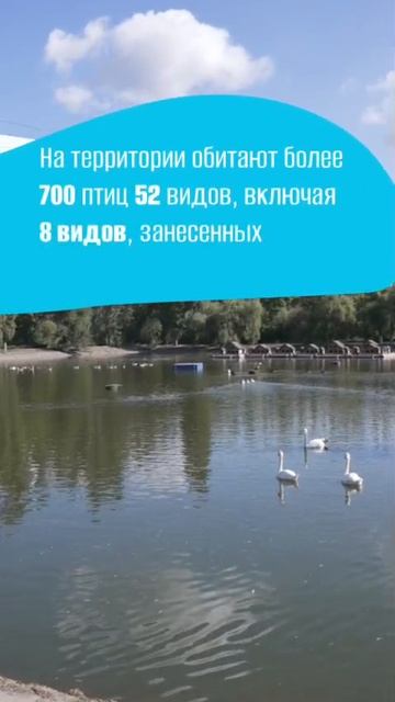 Факты об экопарке «Лебединое озеро»