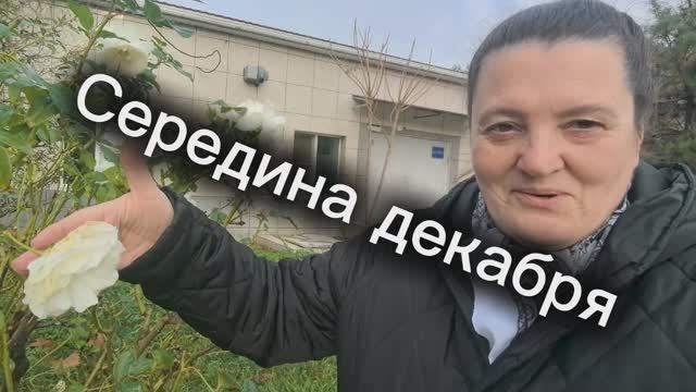 Готовимся к Новому году. Анапа. Травка зеленеет. Дождик моросит.