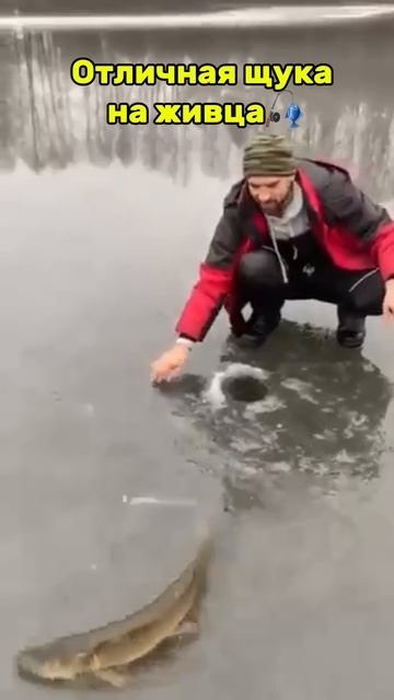 Щука на живца 🎣