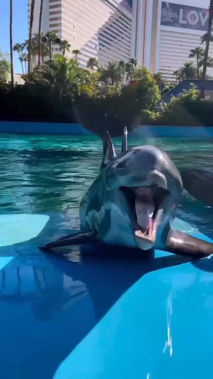 Вы когда-нибудь слышали, как смеется дельфин?