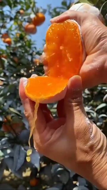 VID_20251210_141412_179.mp4