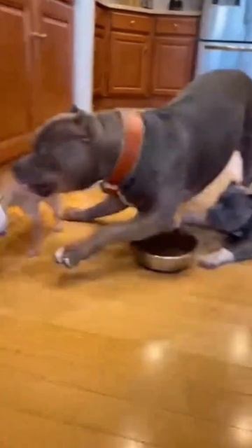 Маленькие собаки пугают больших собак