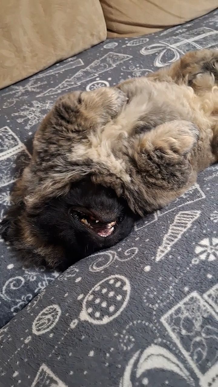 Пекинес Дендик хорошо живётся