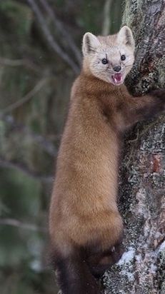 Красавцы.!😆