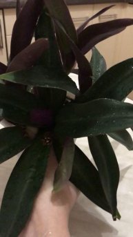 Традесканция рео