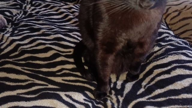 Когда вы не очень любите друг друга,но оба любите его...хозяйский диван😅