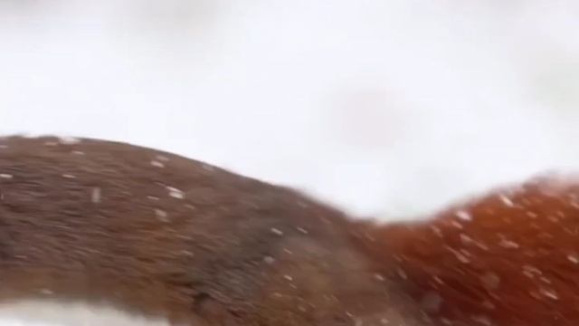 1000009427.MP4 ЗИМНЯЯ ЖИЗНЬ ЗООПАРКА:НАБЛЮДЕНИЕ ЗА ЖИВОТНЫМИ