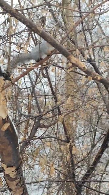 Белочки бегают, кто куда)) 🥰🐿🐾 #БелкиТВ#белки#cute#funny#squirrel