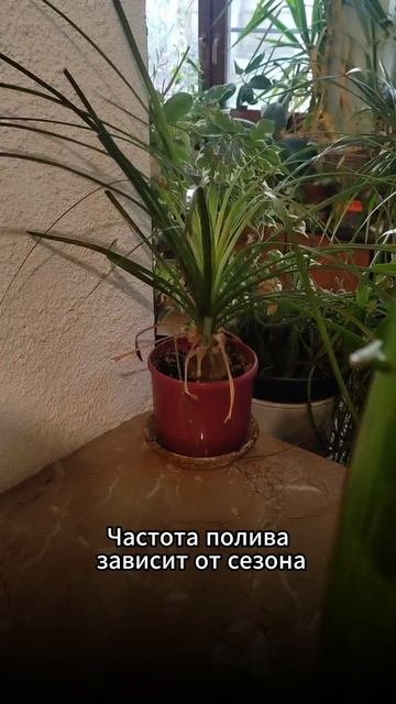 Как поливать орхидею #орхидеи #орхидеяфаленопсис