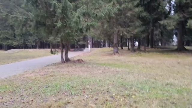 #шикарный лес в декабре