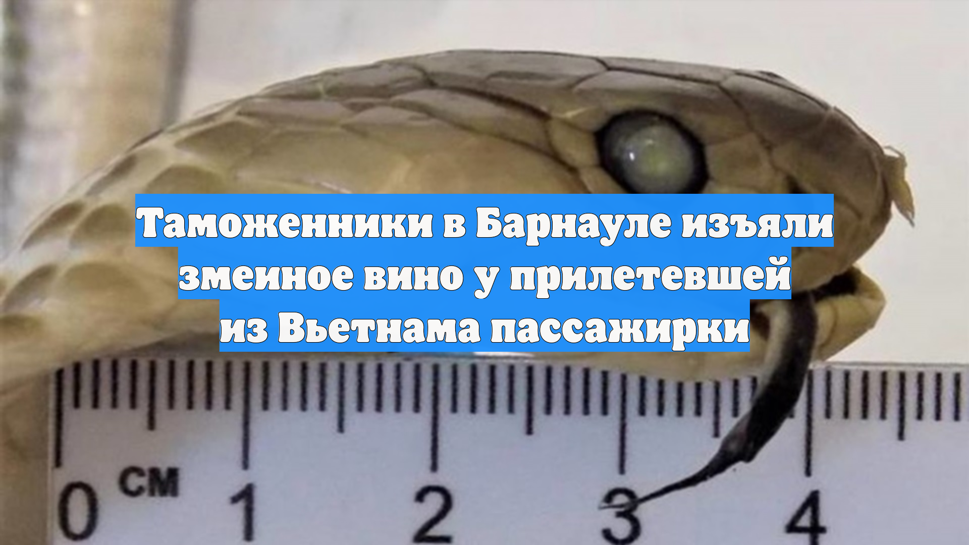 Таможенники в Барнауле изъяли змеиное вино у прилетевшей из Вьетнама пассажирки