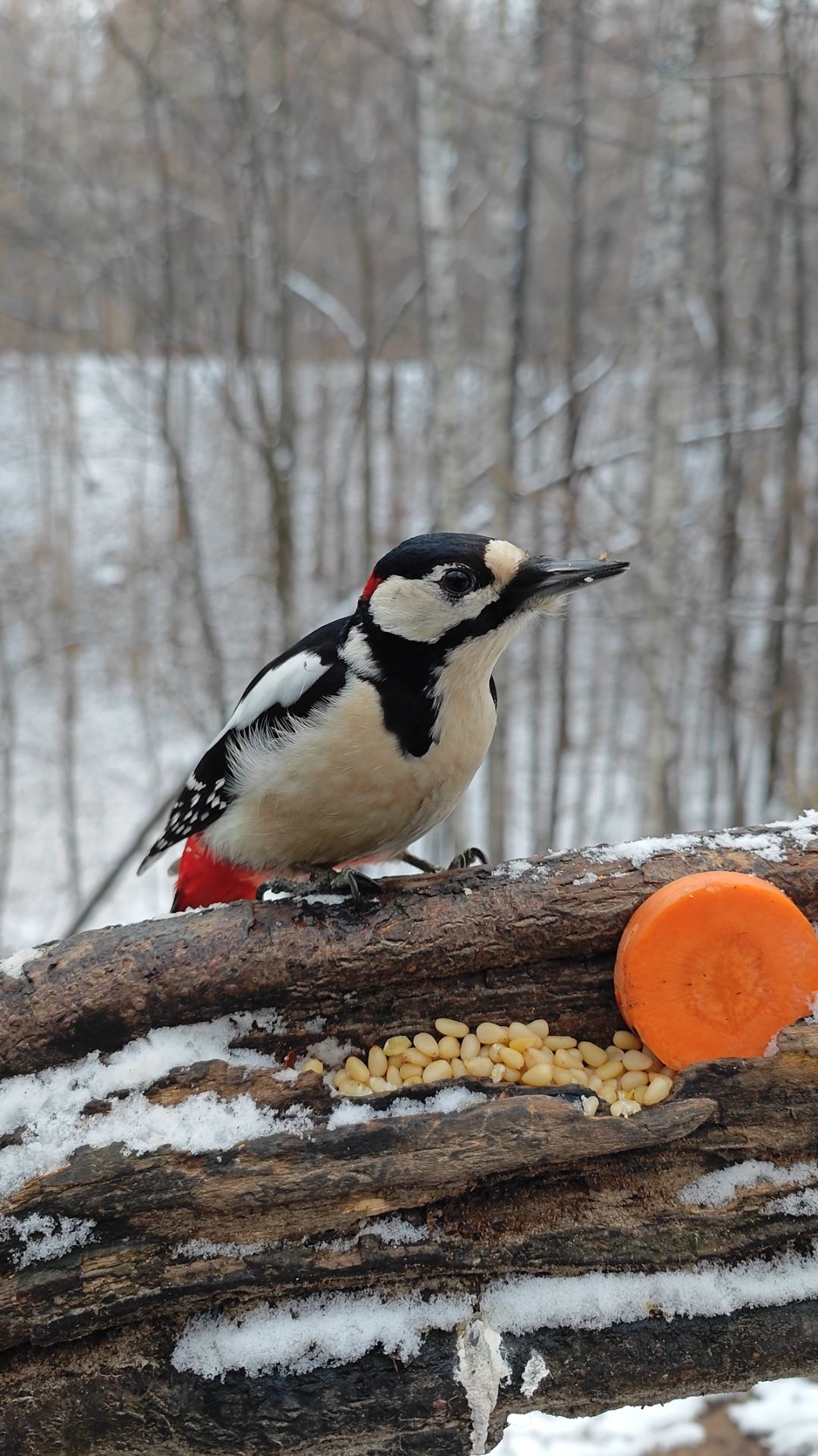 Голодный дятел