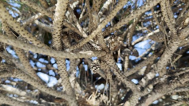 Сосна чёрная BREPO, 1/2 STD