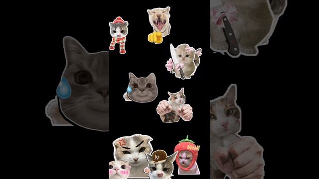 Просто котики🐱❤️