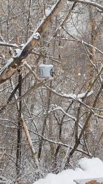 У птичек бунт 😂❤️