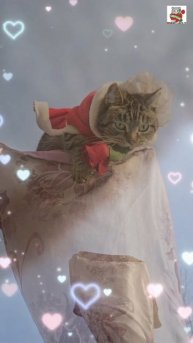 Серьёзная дама Пуся сегодня самым первым делом подарила своим Любимым Зрителям шикарную розу 🌞🌹❤️