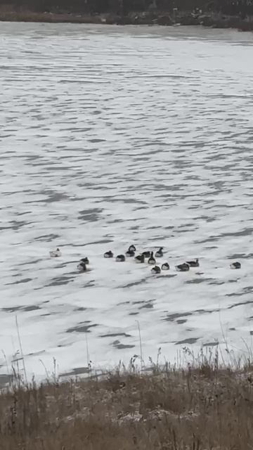 В селе Репьевка Колхозная гусики застряли в текстурах вмерзли в озеро  Местные просят помочь