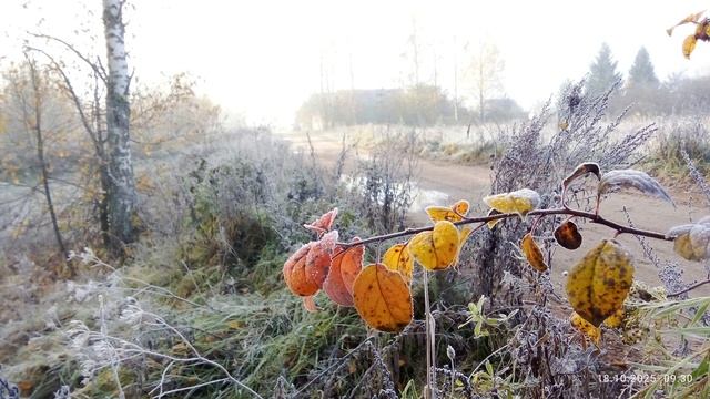 деревня 2025  Гнездово под песню гудзон -умирают розы