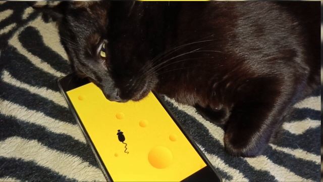 Не только люди засыпают под звуки телевизора...